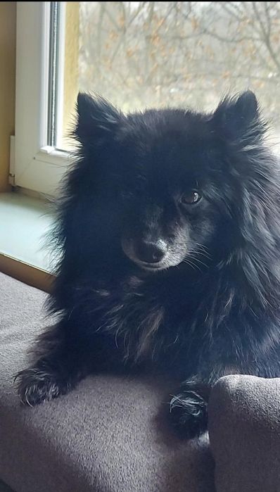 Загубен е куче Макси