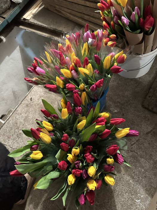 Тюльпаны большие, оптом и в розницу