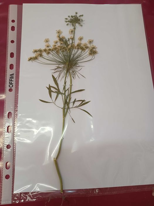 Хербарий ( за ученици и студенти)