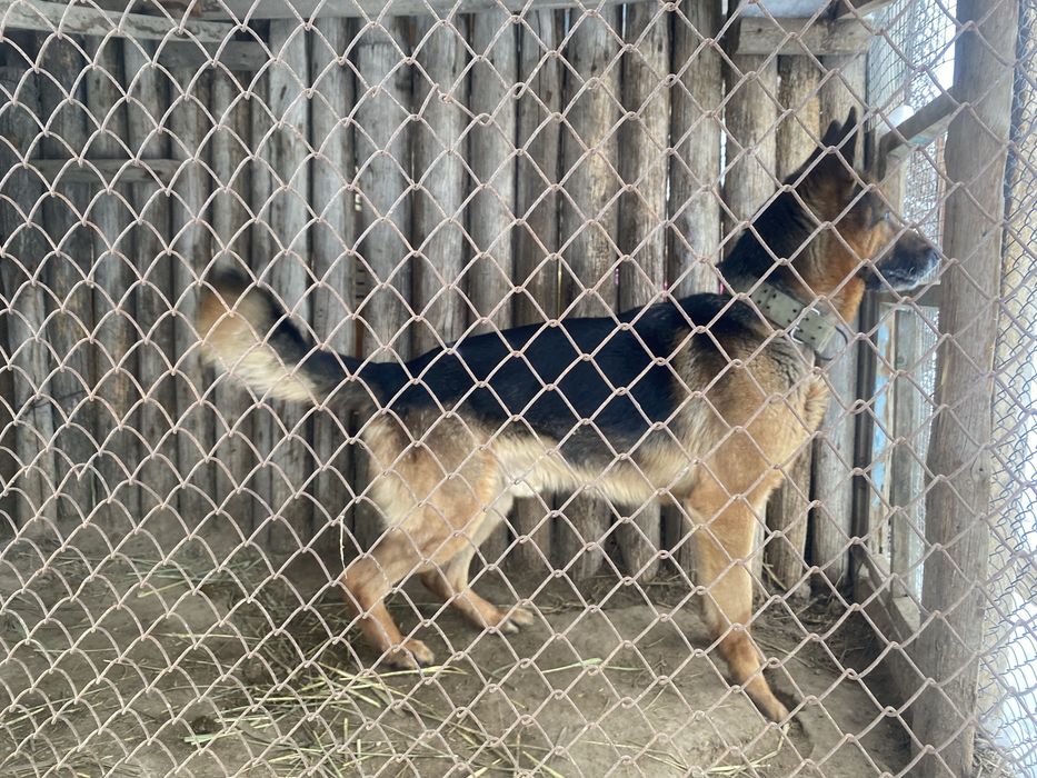 Продам овчарка с документом