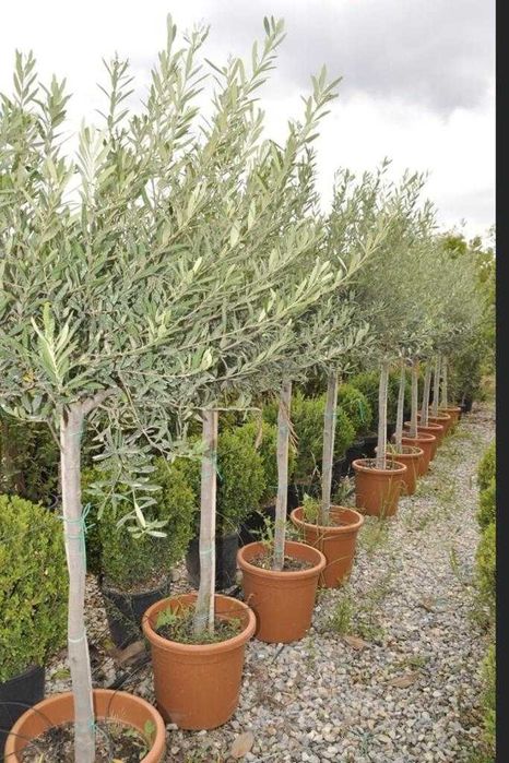 Maslini pe rod livrare rapida in toata tara