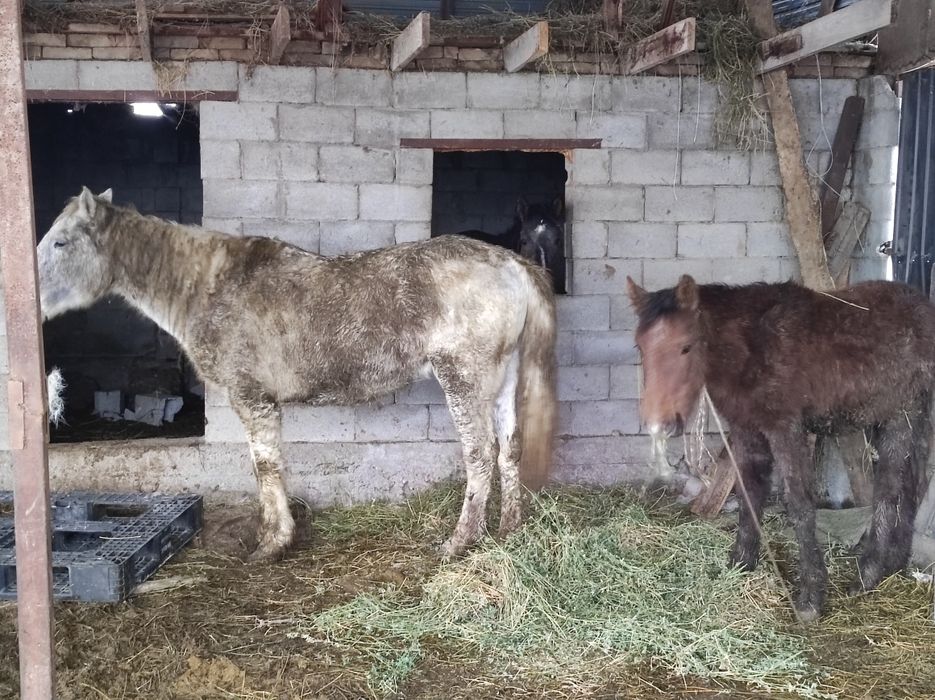 Продам кобылу с жеребёнком