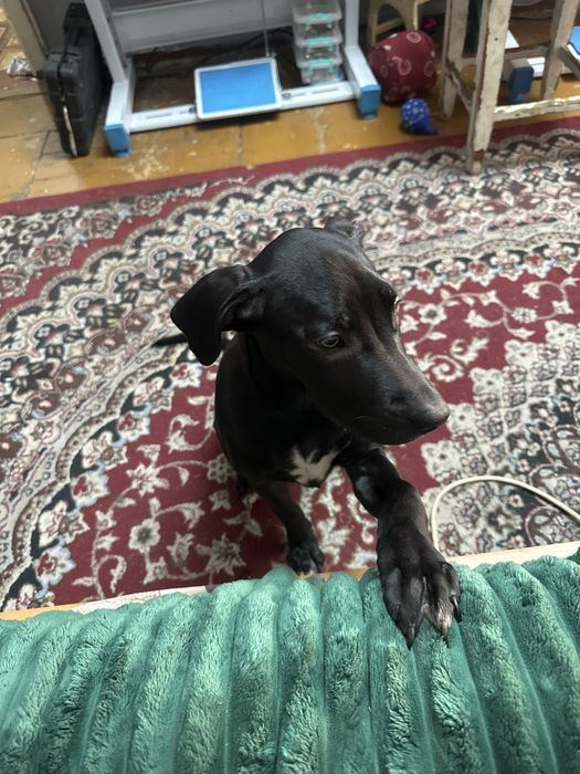 Продам сабаку не дорого