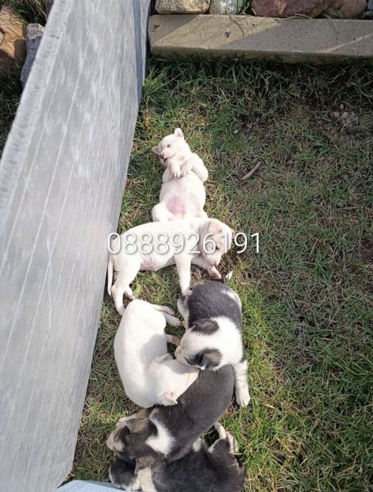 Малки кученца търсят дом