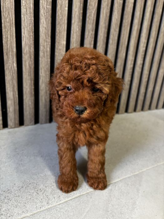 Мини Пyдел момиче / Mini Poodle girl