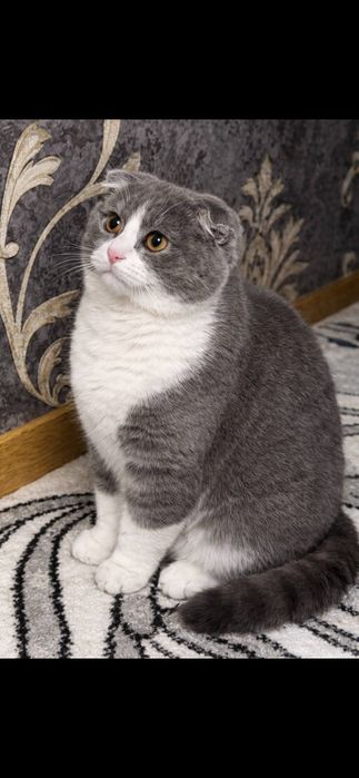 “Scottish Fold erkak mushukka urg‘ochi mushuk kerak”