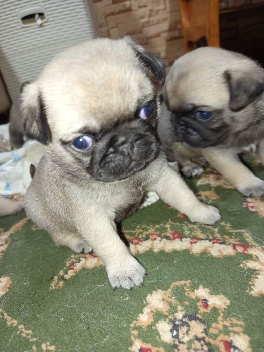 Мопсы!!!Только у нас!  продажа щенки мопса