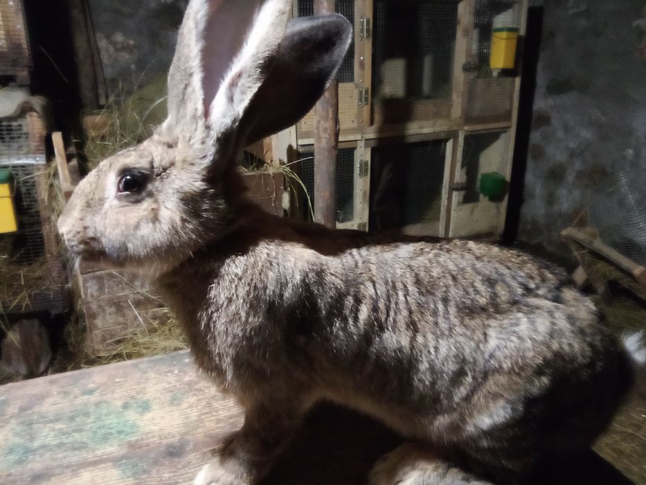 Продавам зайци Великани