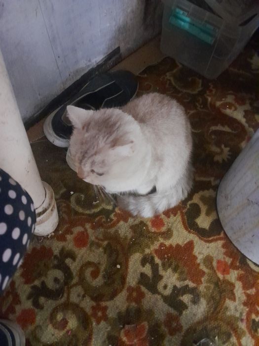 chroyli mushuk britanski shinshila