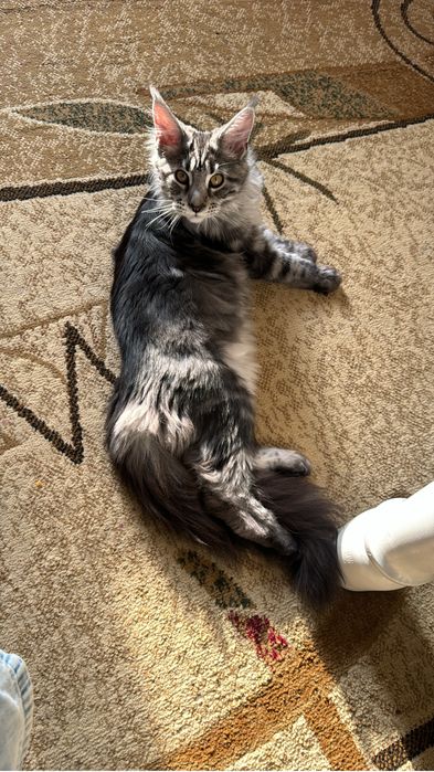 Отам кошку в хорошие руки