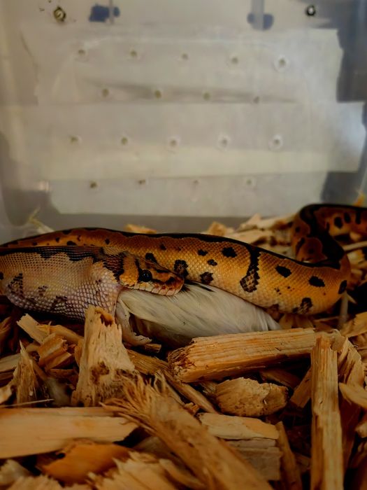 Piton regal (Phyton regius)