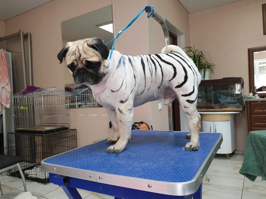 Стрижка Кошек и собак. груминг