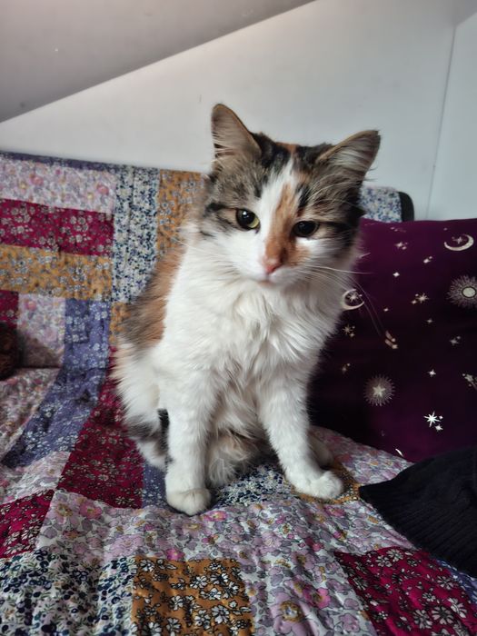 Подарявам котенца