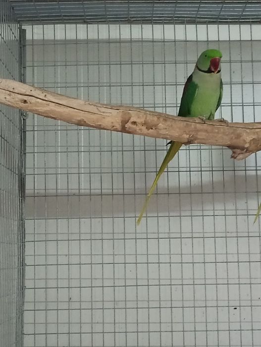 Papagal marele Alexandru