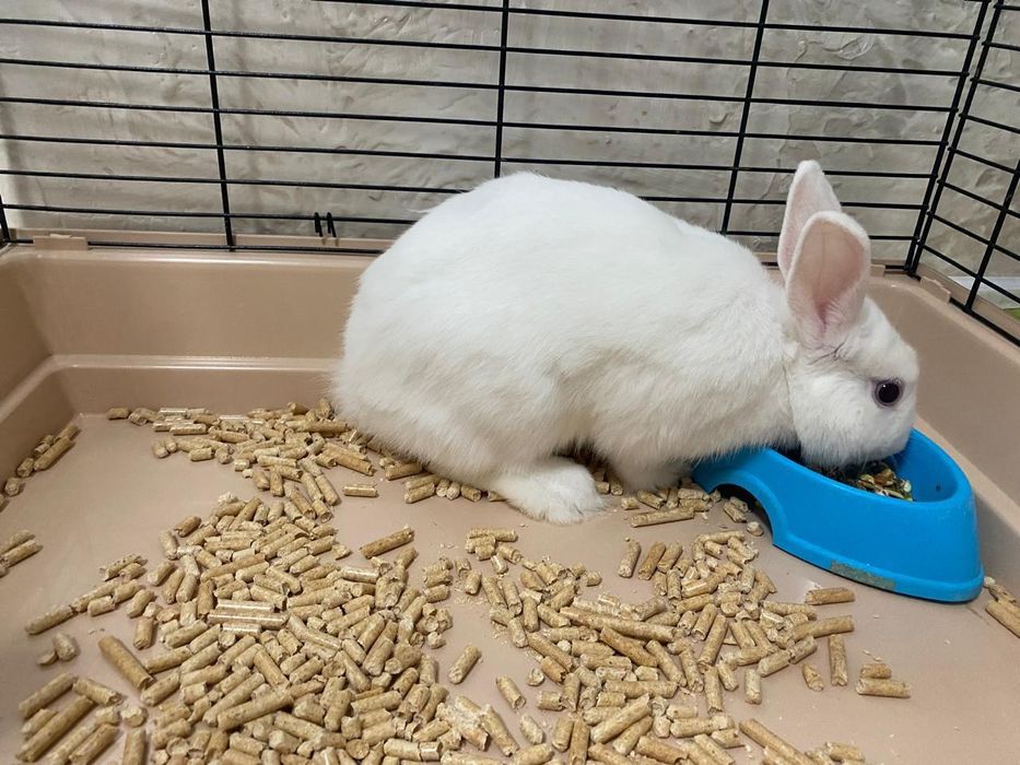 Кролик,белый,пушистый