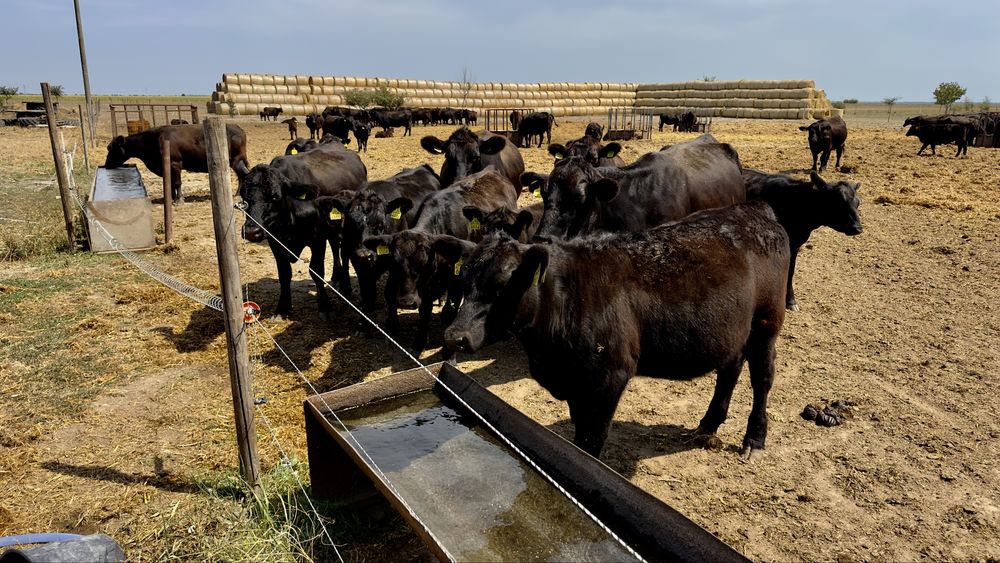 Ferma la cheie vaci de carne Angus