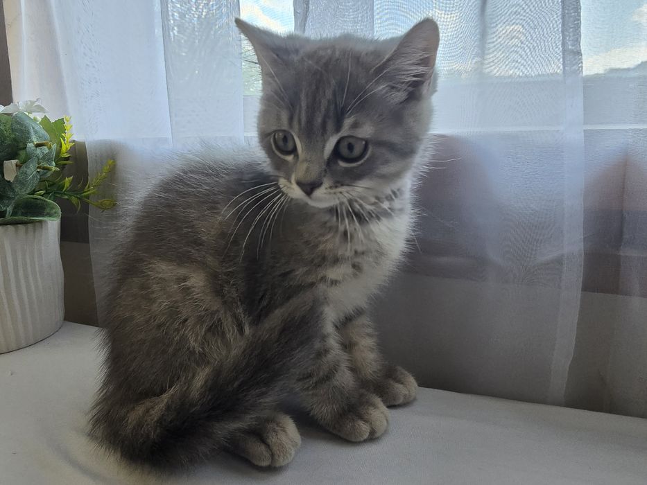 Чистокръвни британски котенца