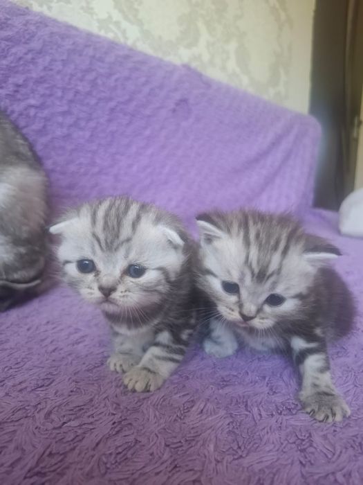 Продам котят шотландских