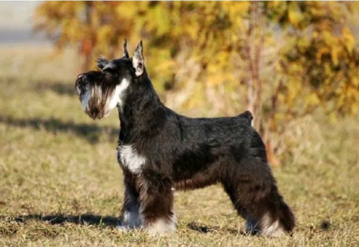 Щенки Цвергшнауцера. Бронь!