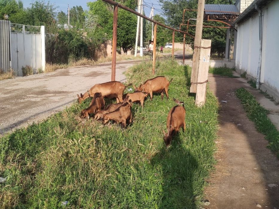 Коза альпийская парода Эчки