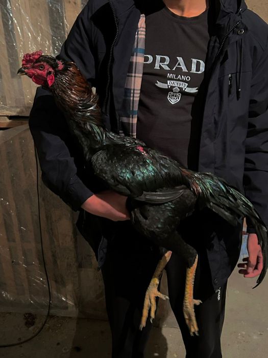 Дакан шоже 35.000