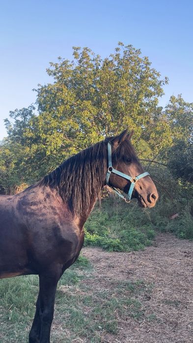 Vand iapa frizian gestanta cu manza langa ea