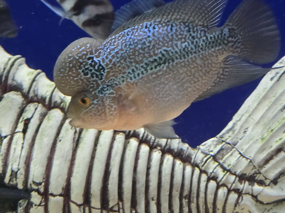 Продам рыбу флауэр хорн