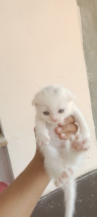 Jinsiy aloqa uchun Isroil ayol