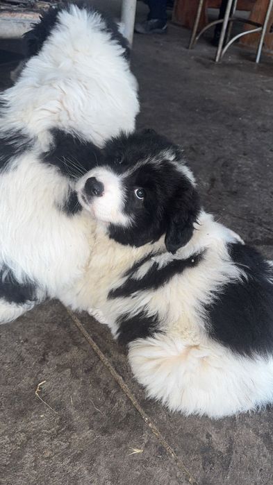 Чистокръвни Каракачанки