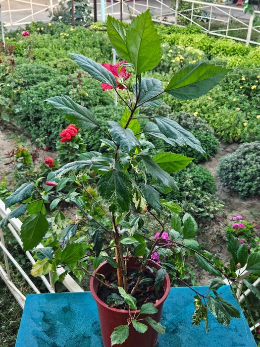 Үй гулдері сатылады