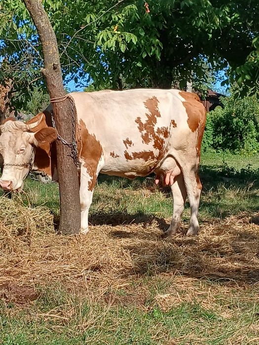 Vând doua vaci cu lapte