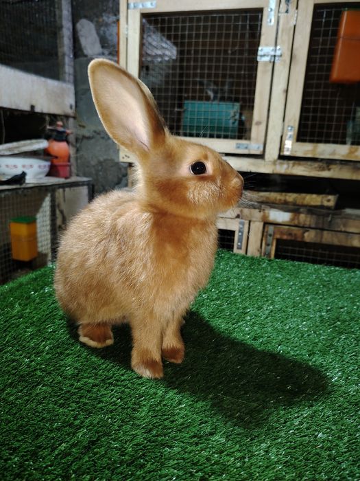 Quyonchalar sotiladi