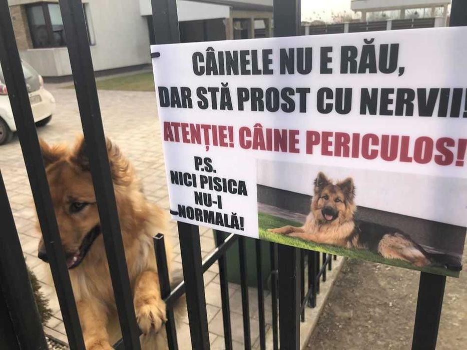 Placa Avertizare Caine Rau Periculos Ciobanesc German
