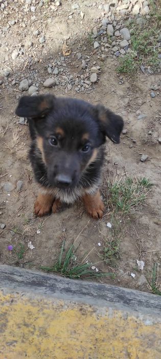 Щенки немецкой овчарки