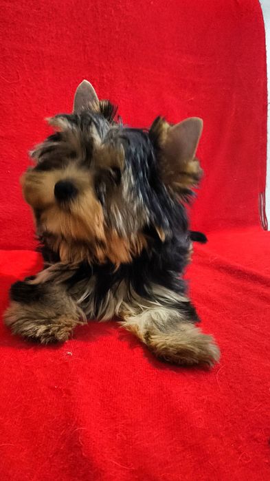 Щенки Йоркширского терьера