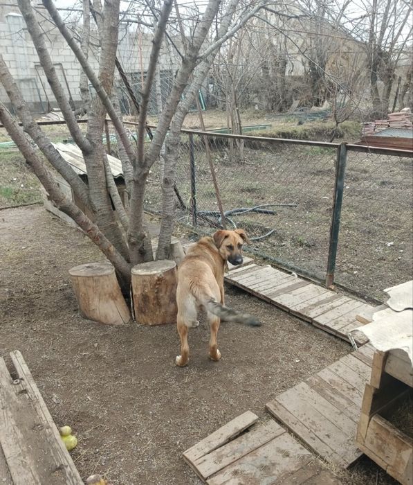 Собака ищет дом и добрую семью