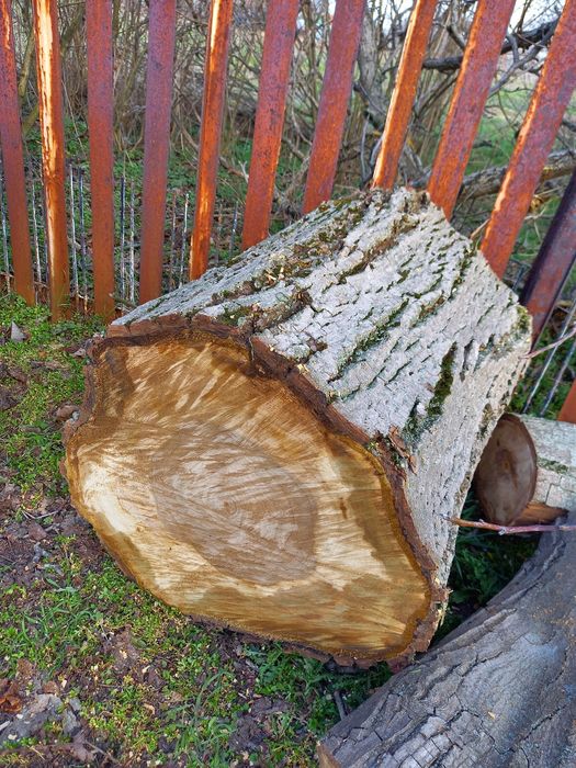 Големи орехови трупи