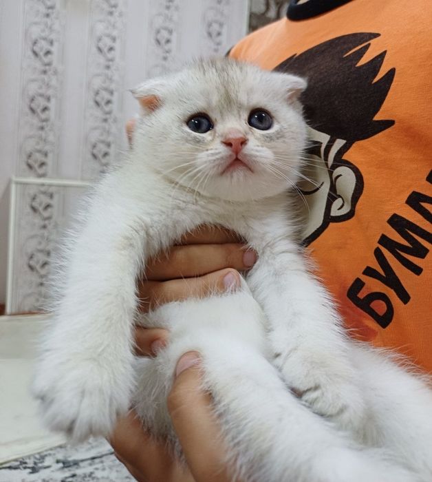 скоттиш фолд серебристый шиншилла