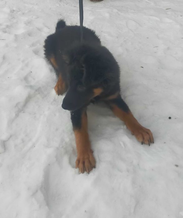 Бесплатно дарим собачку