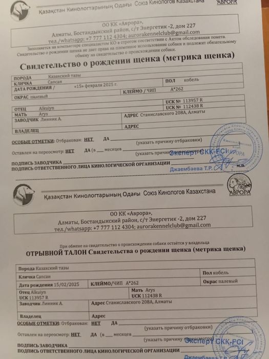 продается Кобель Тазы