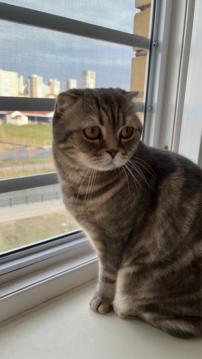 Отдам в хорошие руки кота