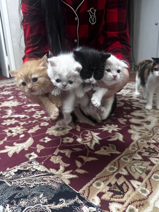 Мушукчалар сотилади