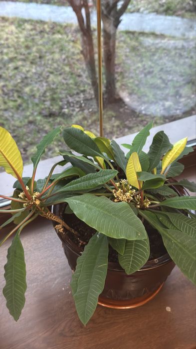 Цветы комнатные