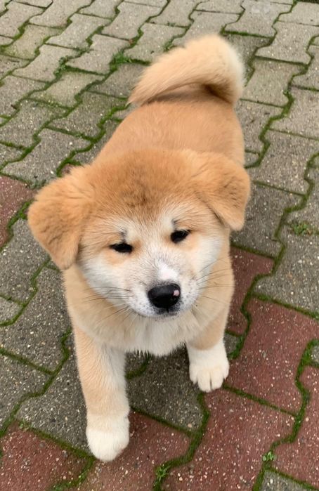 Cățel pui Akita Inu de vânzare 10 săptămâni