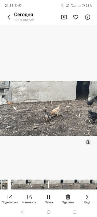 Тауық.уйрек ,балапандар сатылады