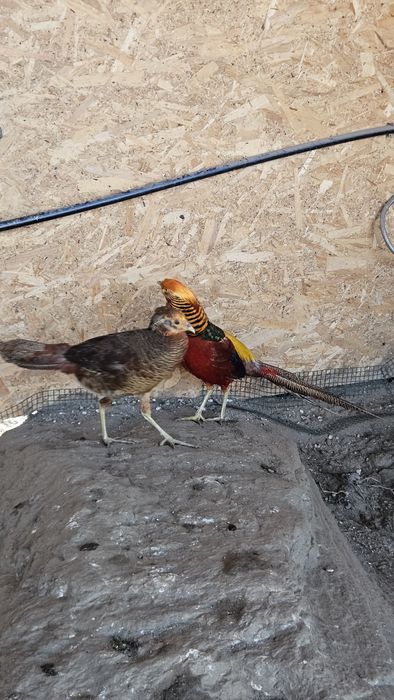 Pereche fazani auriu pe rosu.