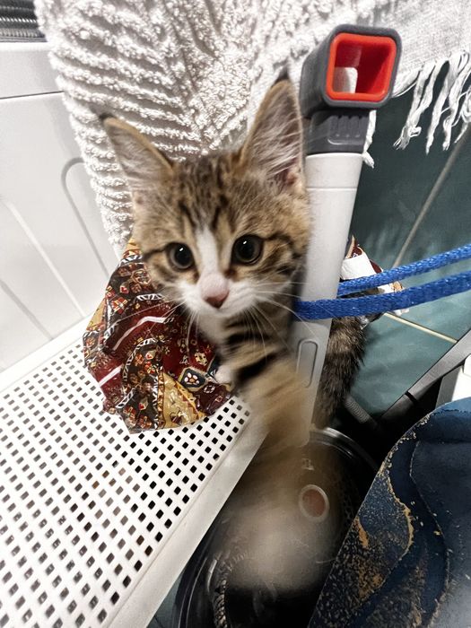 Пропал котик 5-6 месяцев