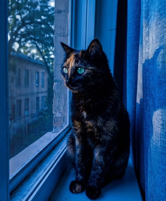 КЛЕОПАТРА – кошечка в добрые руки!