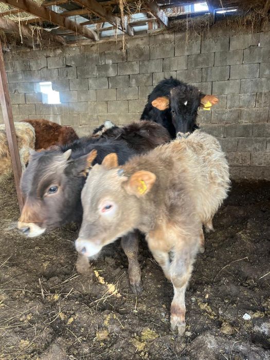 8 бас еркек бұзаулар сатылады