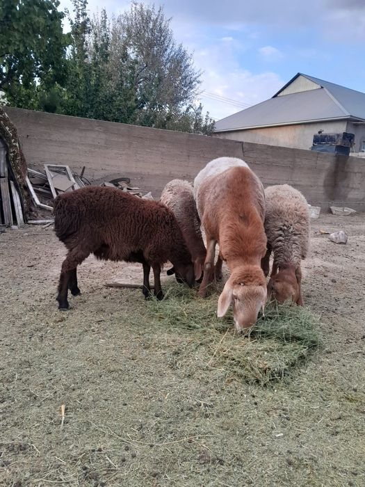 Желіде жастармен порновидео көру